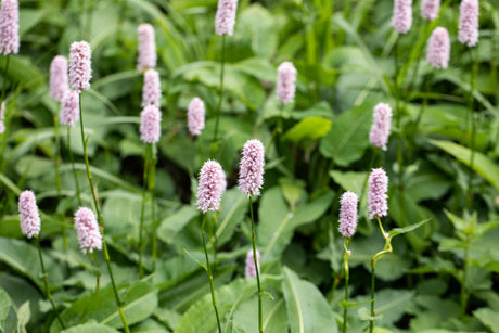 Bistorta officinalis 'Superba' mit Blüte ;;ab 4,15 Euro