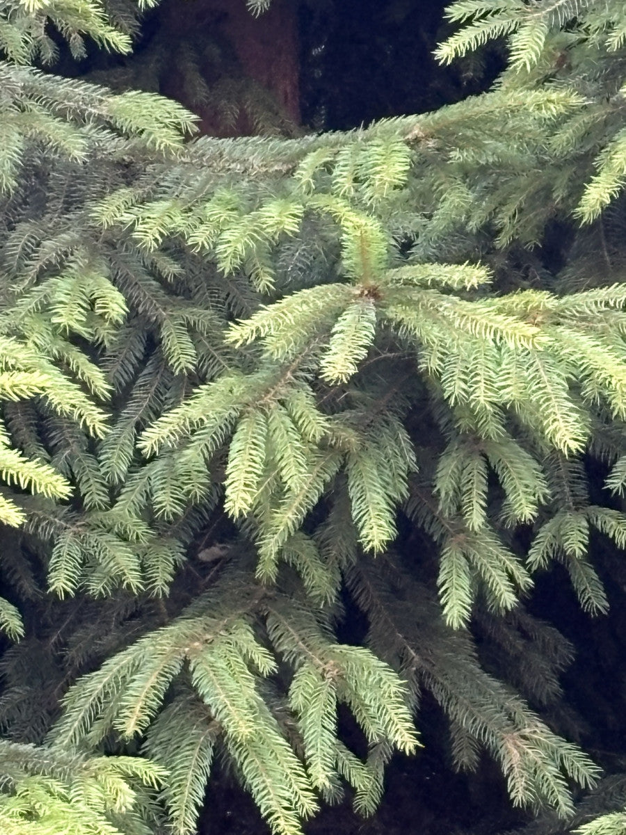 Gemeine Fichte mit Belaubung ; Einsatz: Solitärbaum ;;mit zeitnaher Lieferung