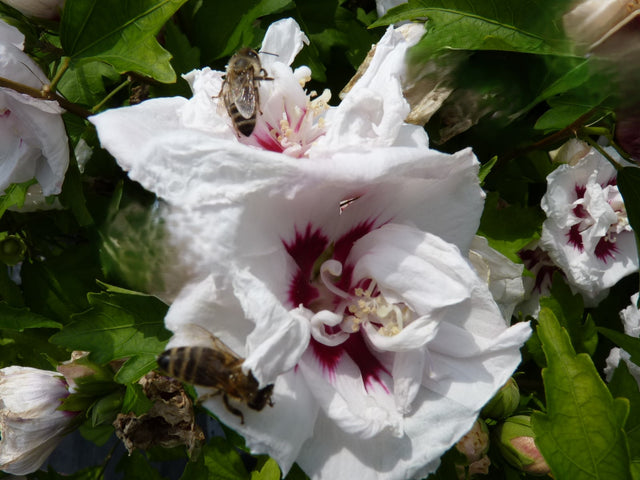 Hibiscus syriacus 'Speciosus' mit Blüte, erhältlich von 40-60 bis 200-250 cm ;;ab 24,60 Euro