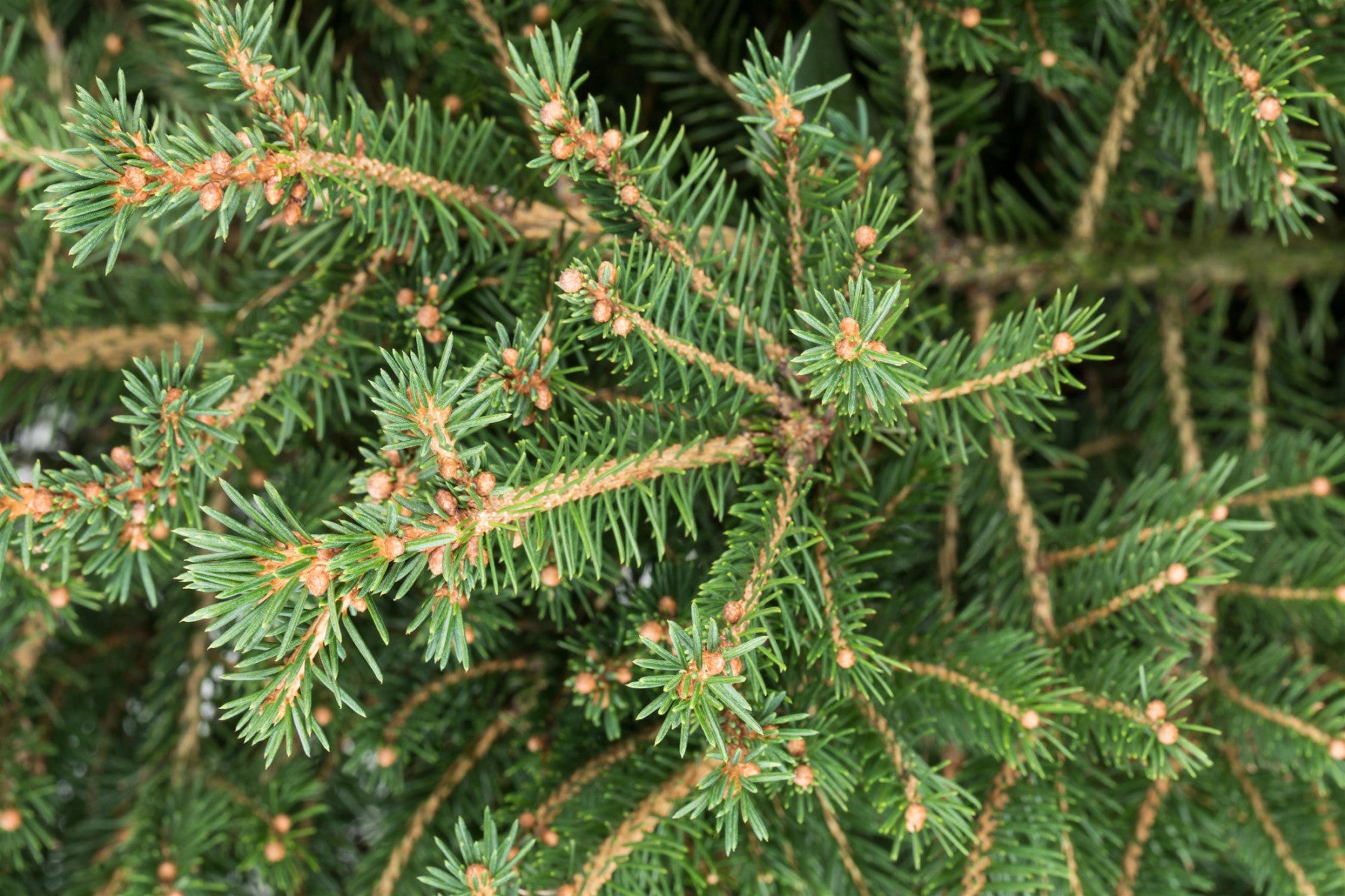 Picea abies (Rotfichte)