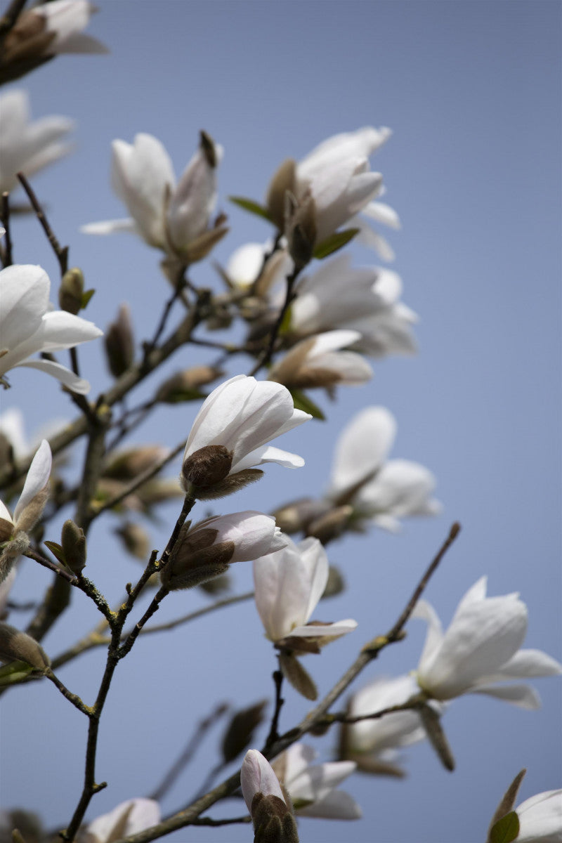 Magnolia kobus mit Blüte, erhältlich von 40-60 bis 450-650 cm ;;ab 35,60 Euro