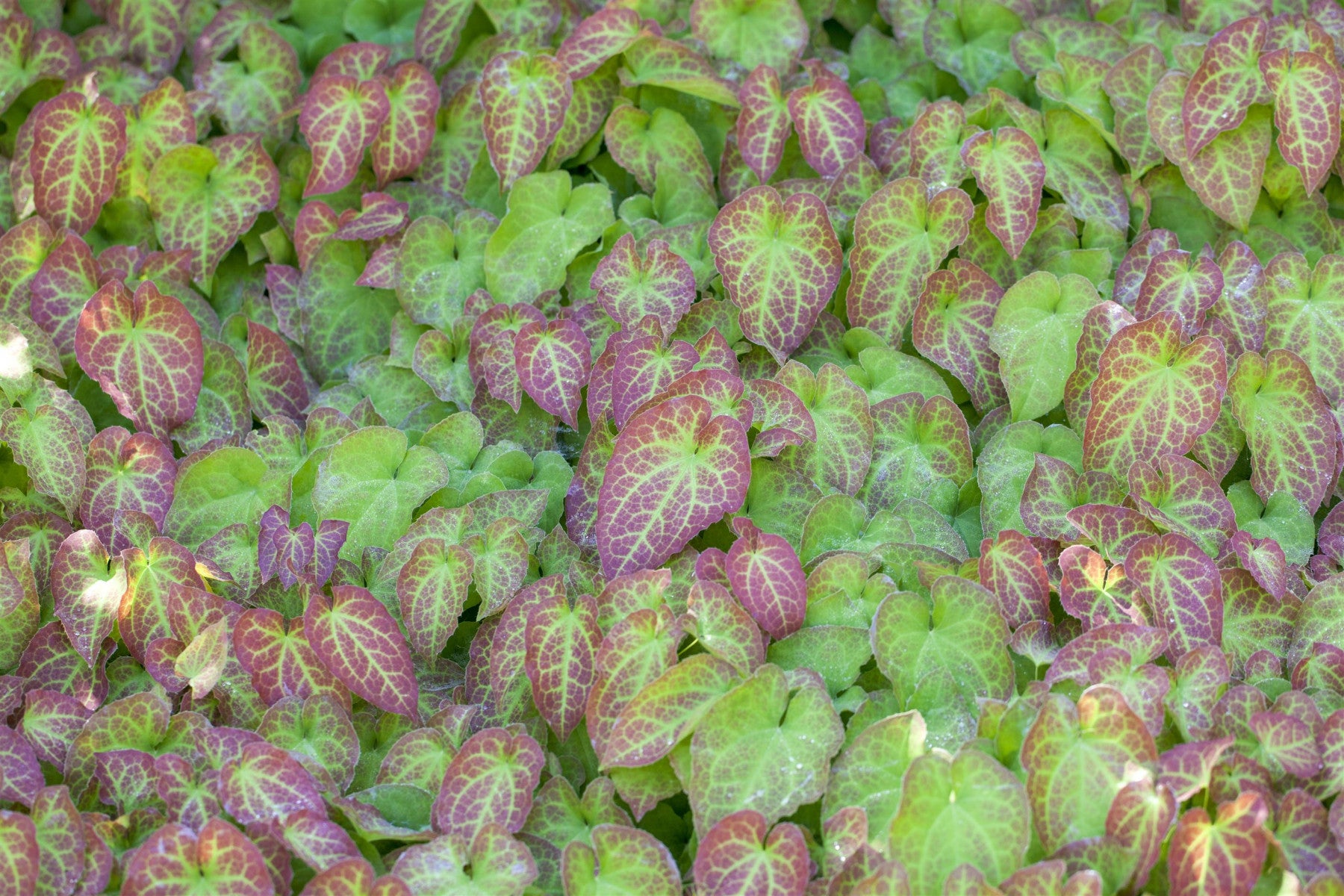 Epimedium i. S. (Elfenblume)