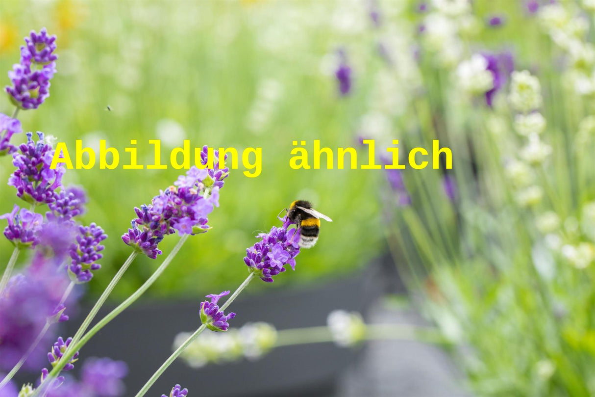 Lavandula angustifolia 'Lavance Purple' (Garten-Lavendel)