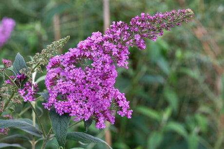 Buddleja davidii 'Border Beauty' mit Blüte, erhältlich von 60-100 bis 125-150 cm ;;ab 13,00 Euro