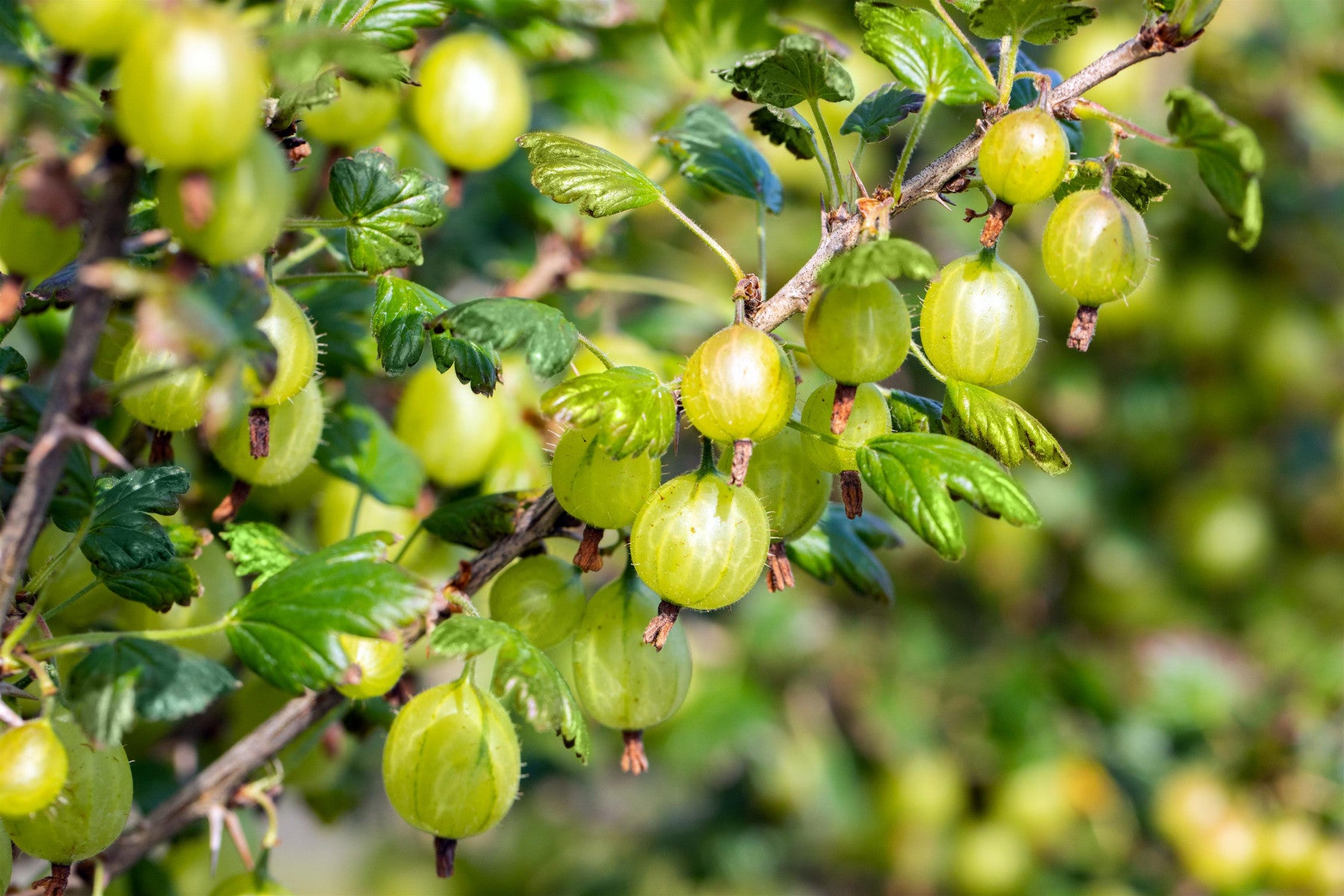 Ribes uva-crispa, weiß (Stachelbeere, weiß)