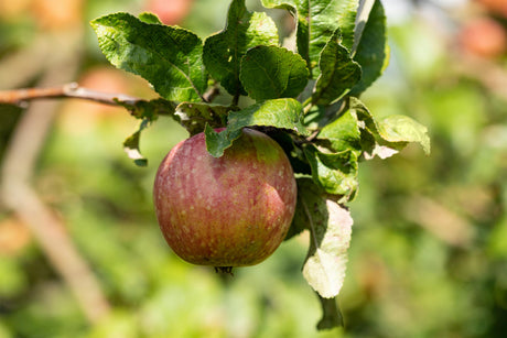 Malus 'Gewürzluikenapfel' mit Früchten, erhältlich von 150-200 bis 450-650 cm ;;ab 34,60 Euro