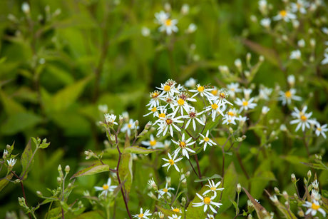 Aster divaricatus 'Tradescant' mit Blüte ;;ab 4,10 Euro