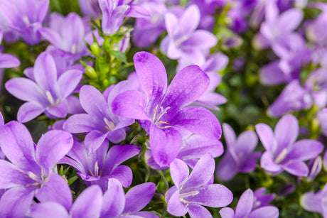 Campanula poscharskyana ;;ab 2,72 Euro