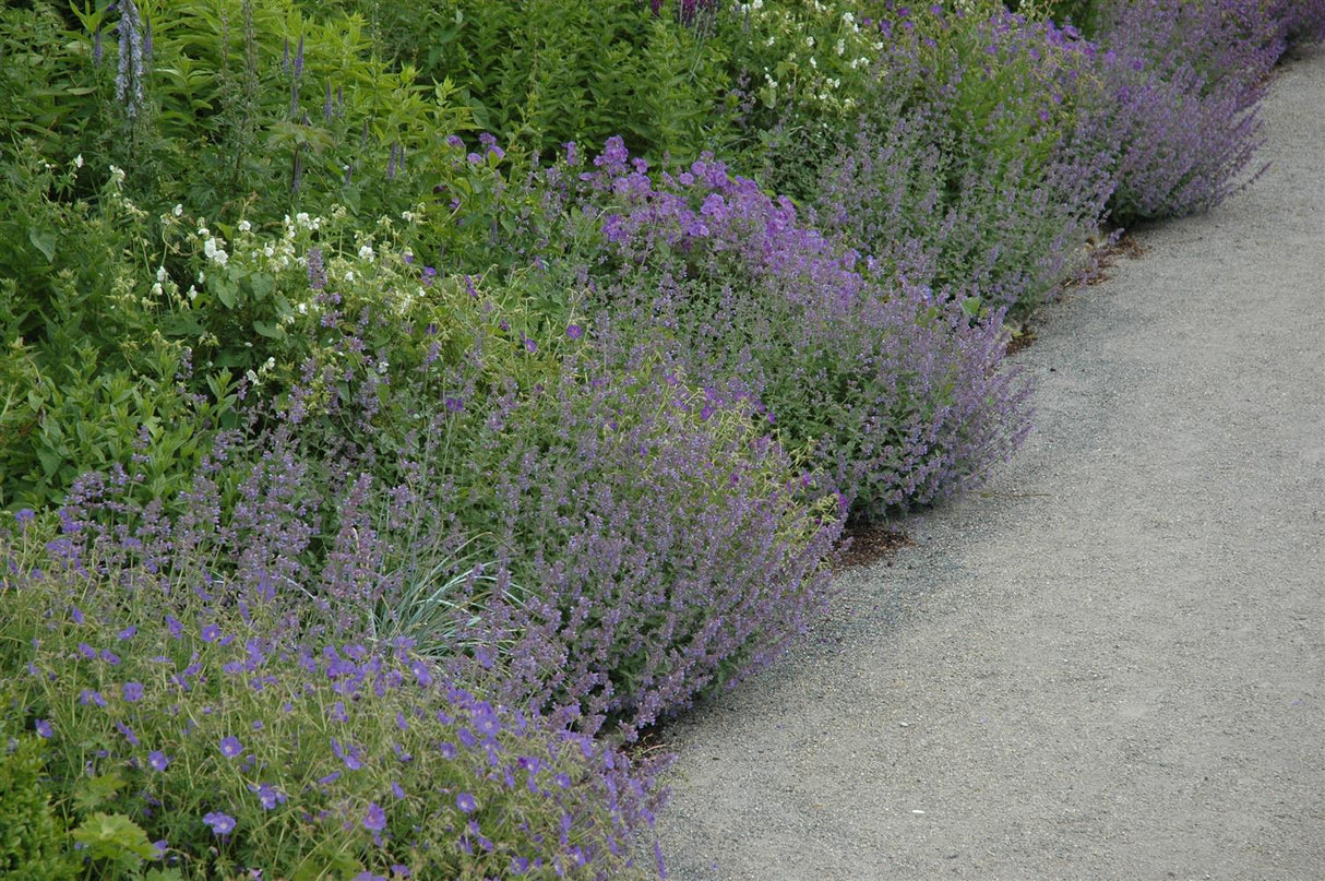 Calamintha nepeta, blau als Pflanze im Beet ;;ab 3,50 Euro