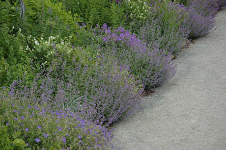 Calamintha nepeta, blau als Pflanze im Beet ;;ab 3,50 Euro