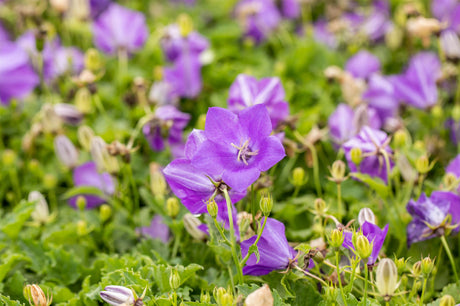 Niedrige Garten-Glockenblume mit Blüte ; Einsatz: Steingärten ; Pluspunkt: schnellwüchsig;;hier kaufen