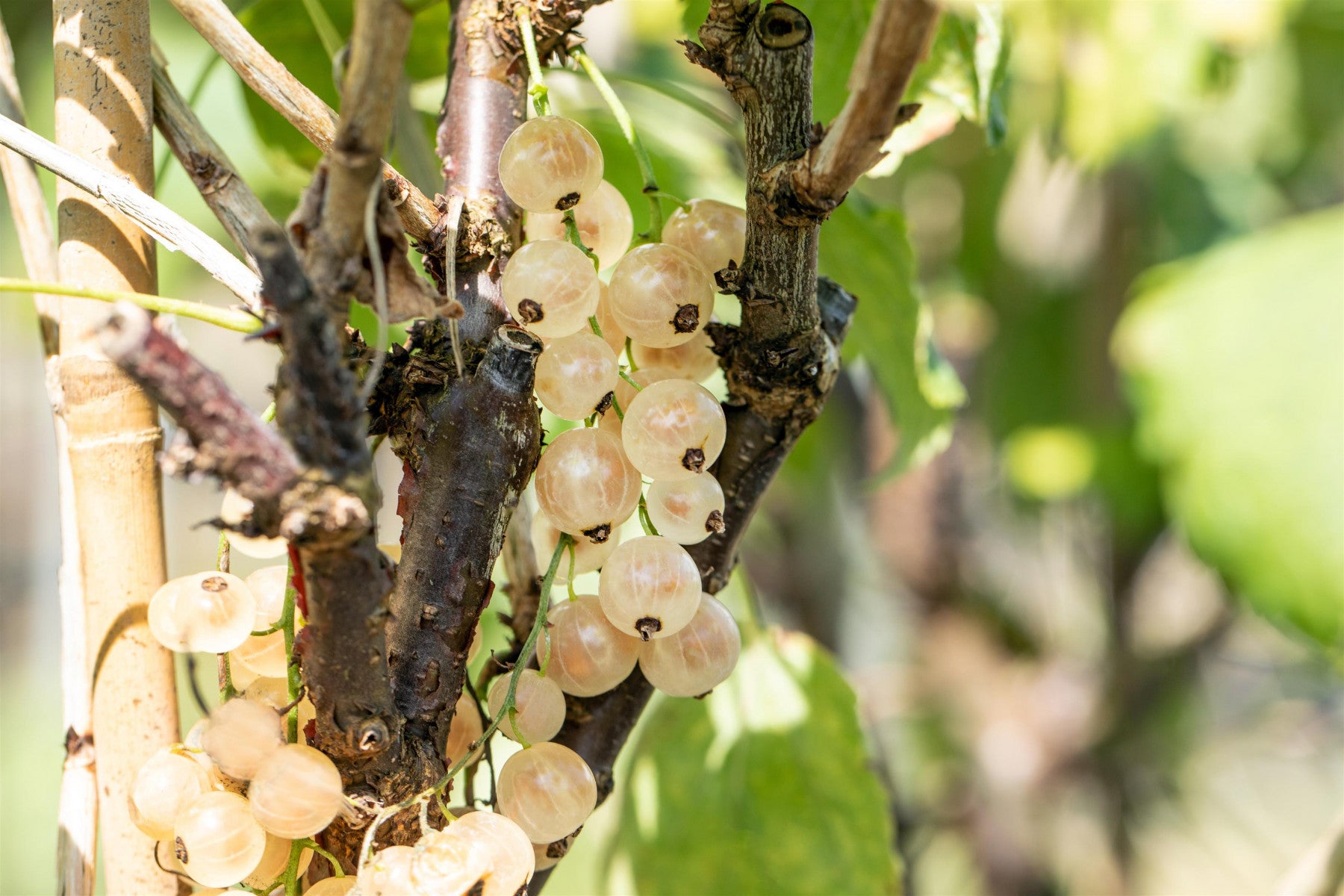 Ribes sativum 'Weiße Versailler' (Johannisbeere 'Weiße Versailler' mittel)