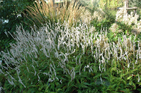 Bistorta amplexicaulis 'Alba' mit Blüte ;;ab 8,50 Euro