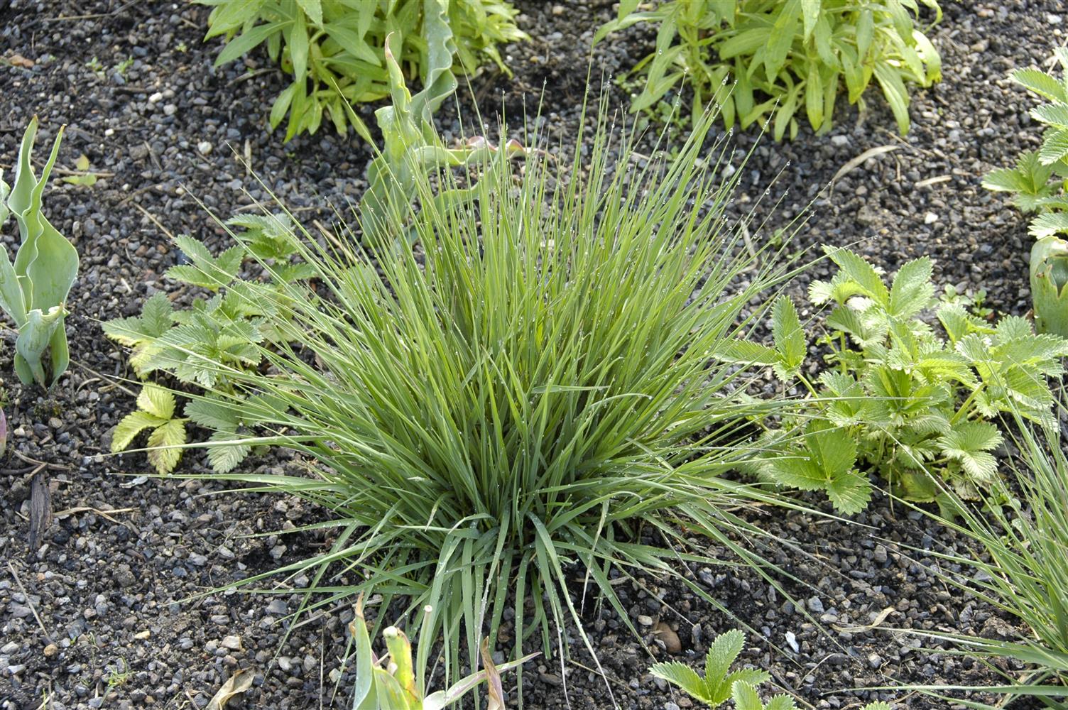 Molinia caerulea 'Edith Dudszus' (Kleines Garten-Pfeifengras)