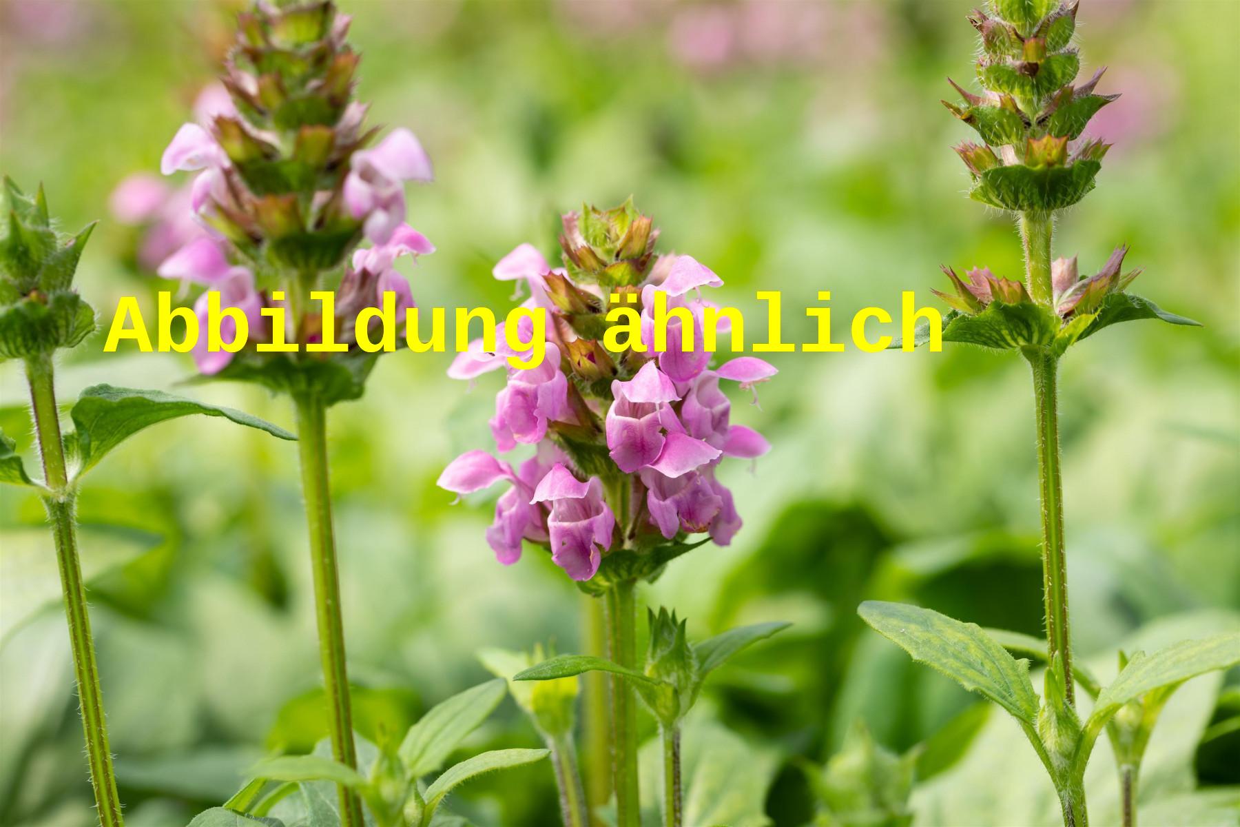 Prunella grandiflora 'Rubra' (Großblütige Garten-Braunelle)