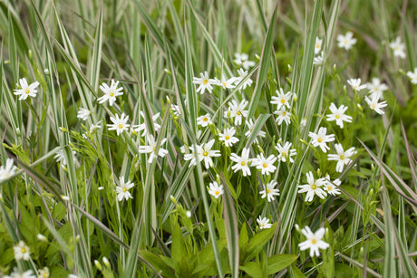 Stellaria holostea ;;ab 4,90 Euro