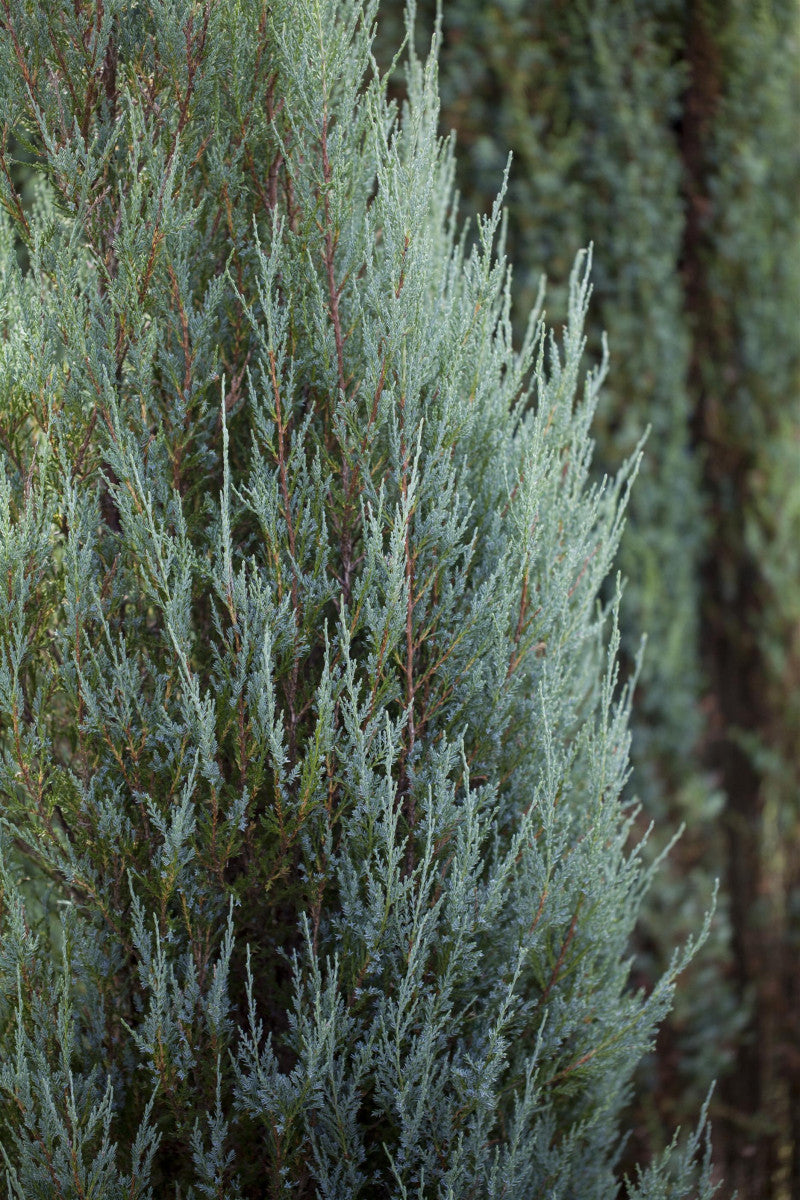 Juniperus scopulorum 'Skyrocket' , erhältlich von 30-40 bis 200-225 cm ;;ab 14,80 Euro