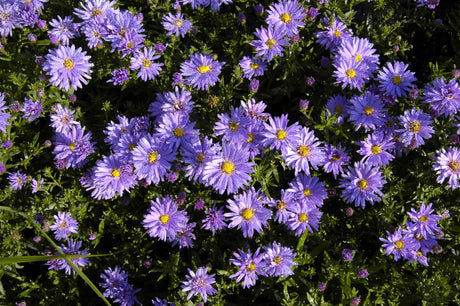 Aster dumosus 'Prof. Anton Kippenberg' mit Blüte ;;ab 3,25 Euro