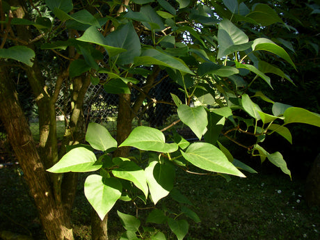 Syringa vulgaris mit Belaubung, erhältlich von 40-60 bis 150-175 cm ;;ab 3,95 Euro