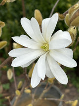 Magnolia stellata mit Blüte, erhältlich von 40-60 bis 150-175 cm ;;ab 42,80 Euro