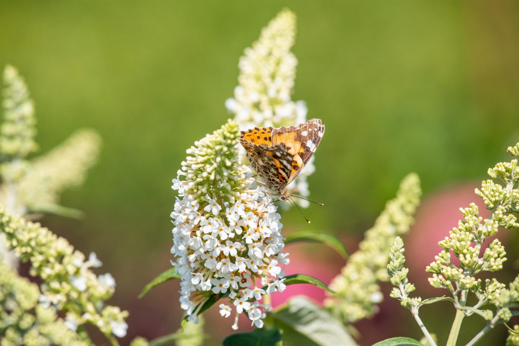 Buddleja dav. 'Reve de Papillon White' (Sommerflieder 'Reve de Papillon White' -R-)