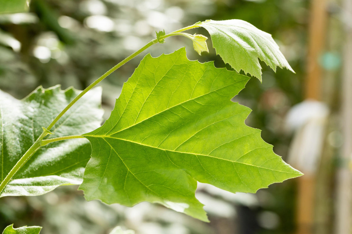 Platanus acerifolia mit Belaubung, erhältlich als: Hochstamm, Heister, Alleebaum ; Einsatz: Parks ; Pluspunkt: schatten spendend;;günstig mit Qualität