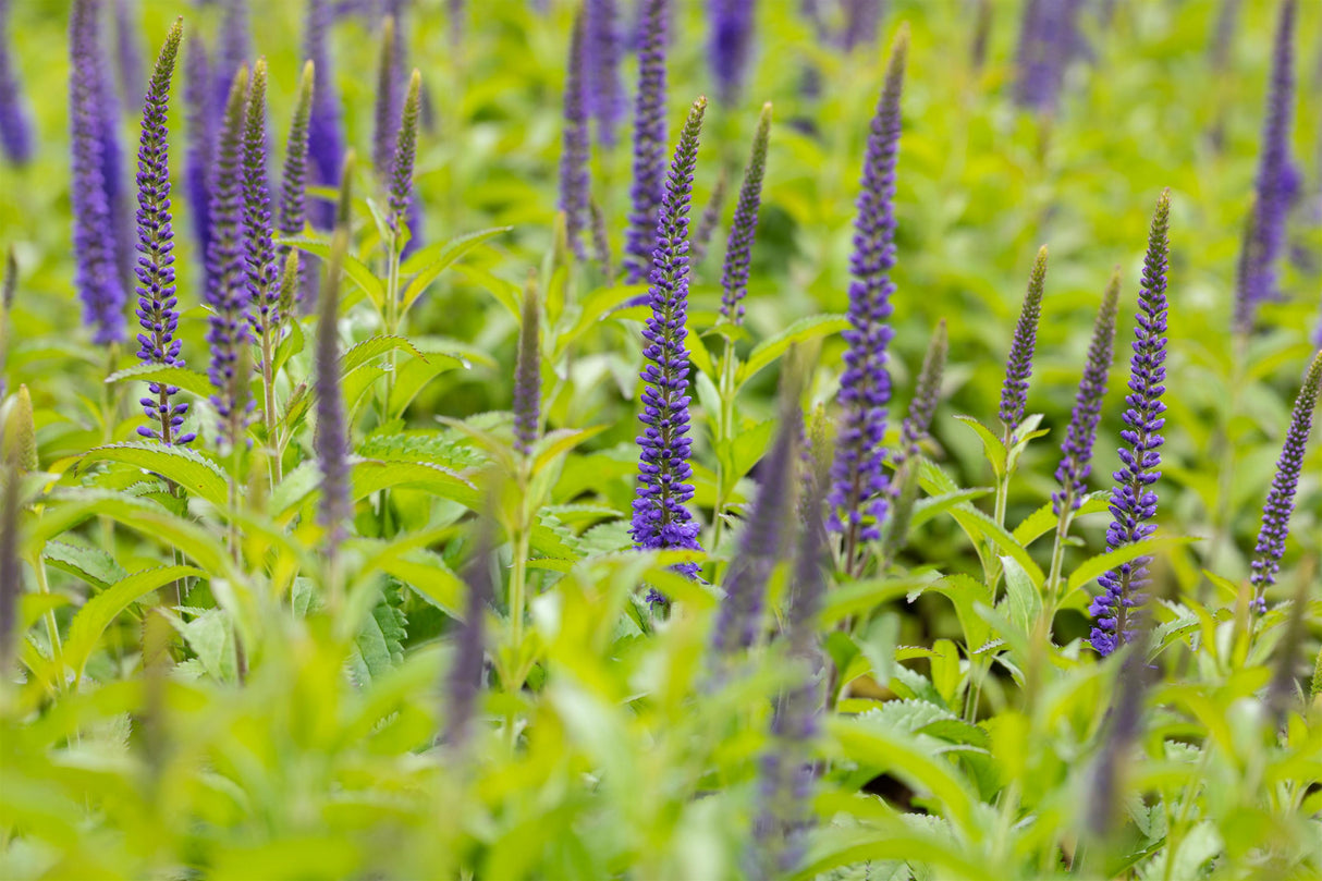 Veronica longifolia 'Blauriesin' mit Blüte ;;ab 5,40 Euro