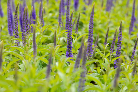 Veronica longifolia 'Blauriesin' mit Blüte ;;ab 5,40 Euro