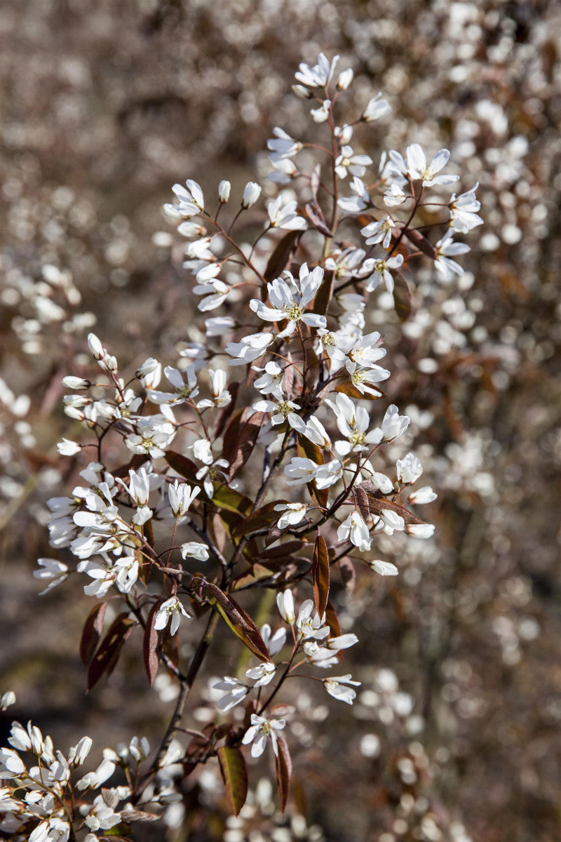 Amelanchier lamarckii ;;