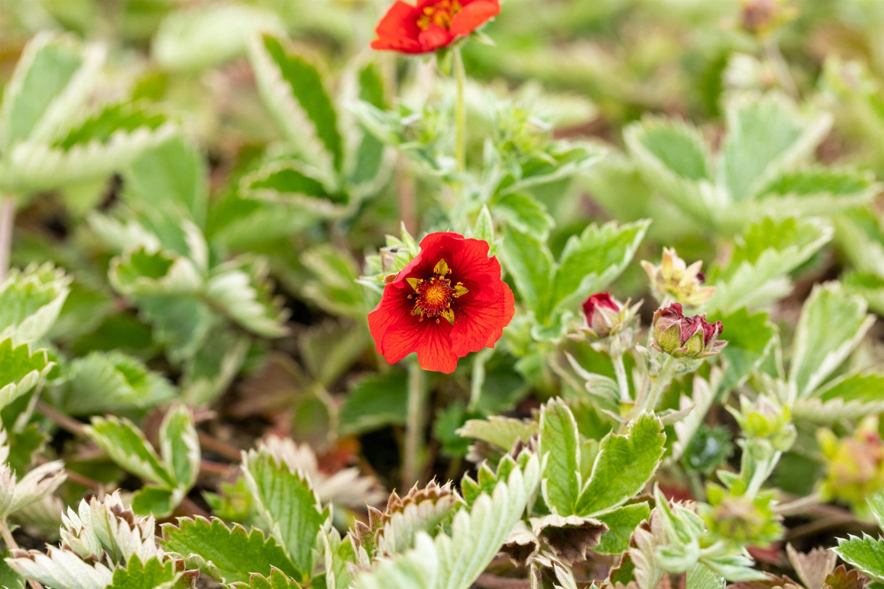 Potentilla atrosanguinea (Blutrotblühendes Fingerkraut)