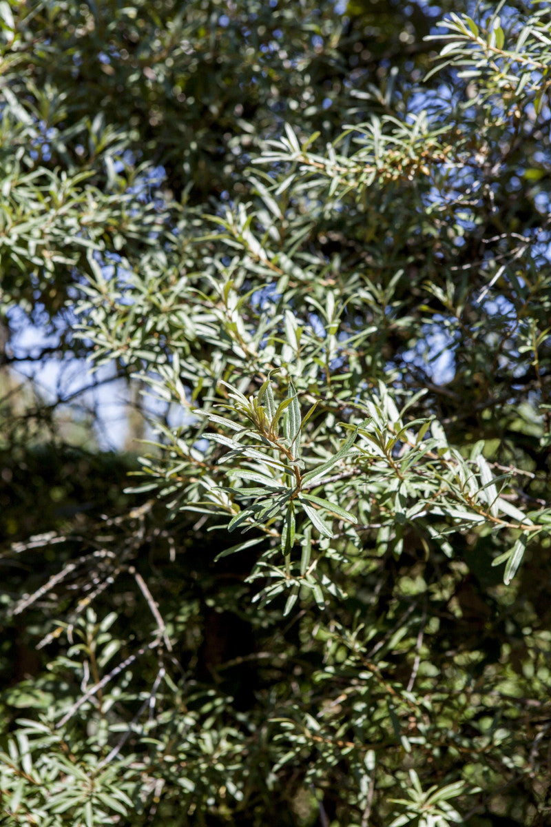 Hippophae rhamnoides 'Pollmix 5' mit Belaubung, erhältlich von 40-60 bis 100-150 cm ;;ab 8,65 Euro