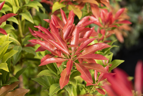 Pieris japonica 'Forest Flame' , erhältlich von 20-25 bis 80-100 cm ;;ab 17,40 Euro