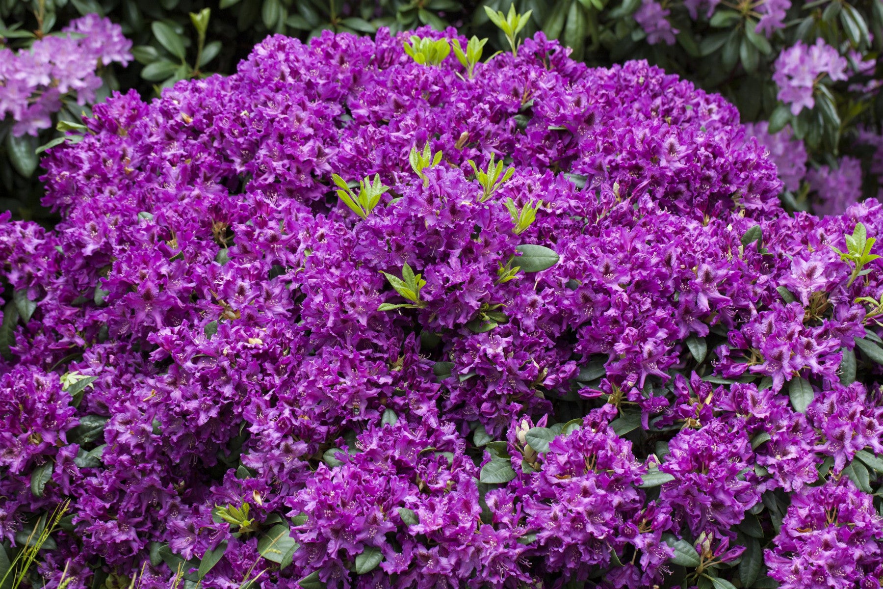 Rhododendron Hybr. 'Azurro' (Rhododendron-Hybride 'Azurro')