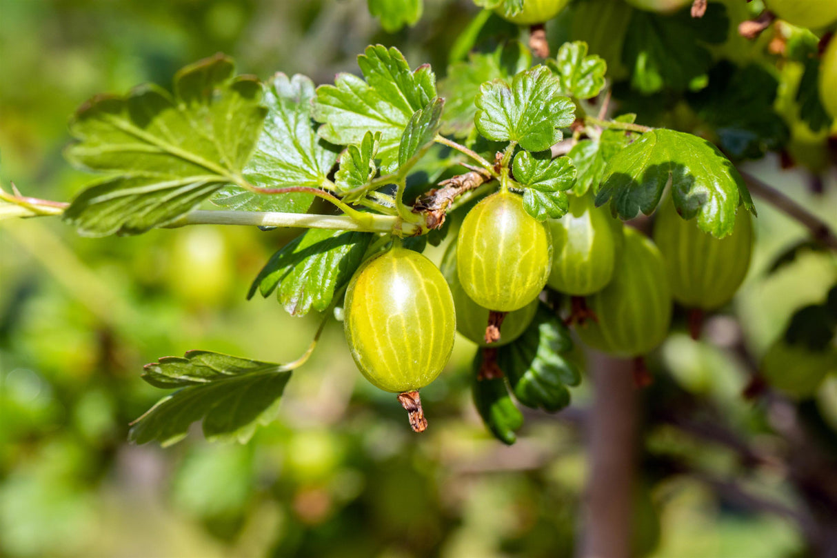 Ribes uva-crispa, gelb mit Früchten ;;ab 18,90 Euro