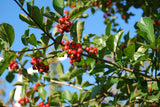 Crataegus lavallei 'Carrierei' mit Früchten, erhältlich von 125-150 bis 450-650 cm ;;ab 140,00 Euro