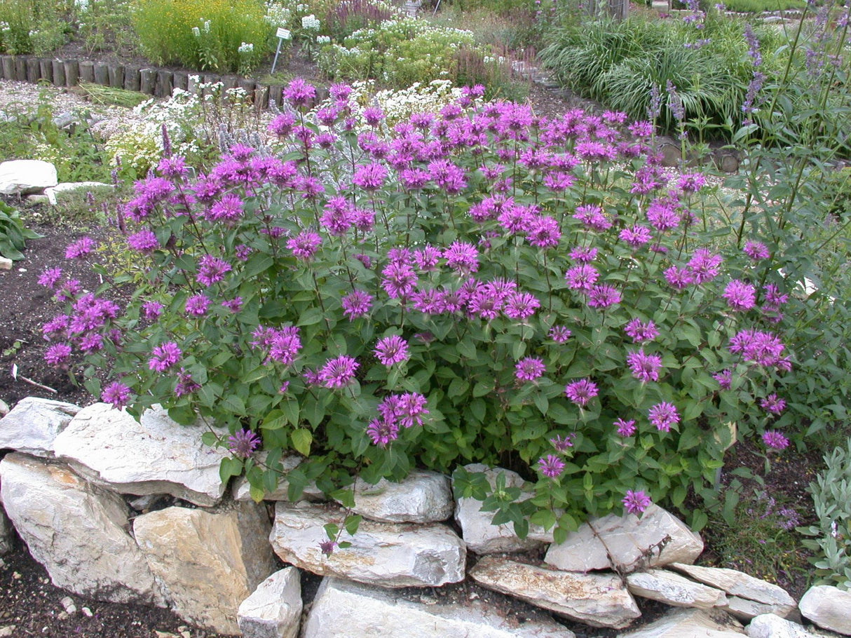 Monarda fistulosa 'Mohawk' als Pflanze im Beet ;;ab 5,30 Euro