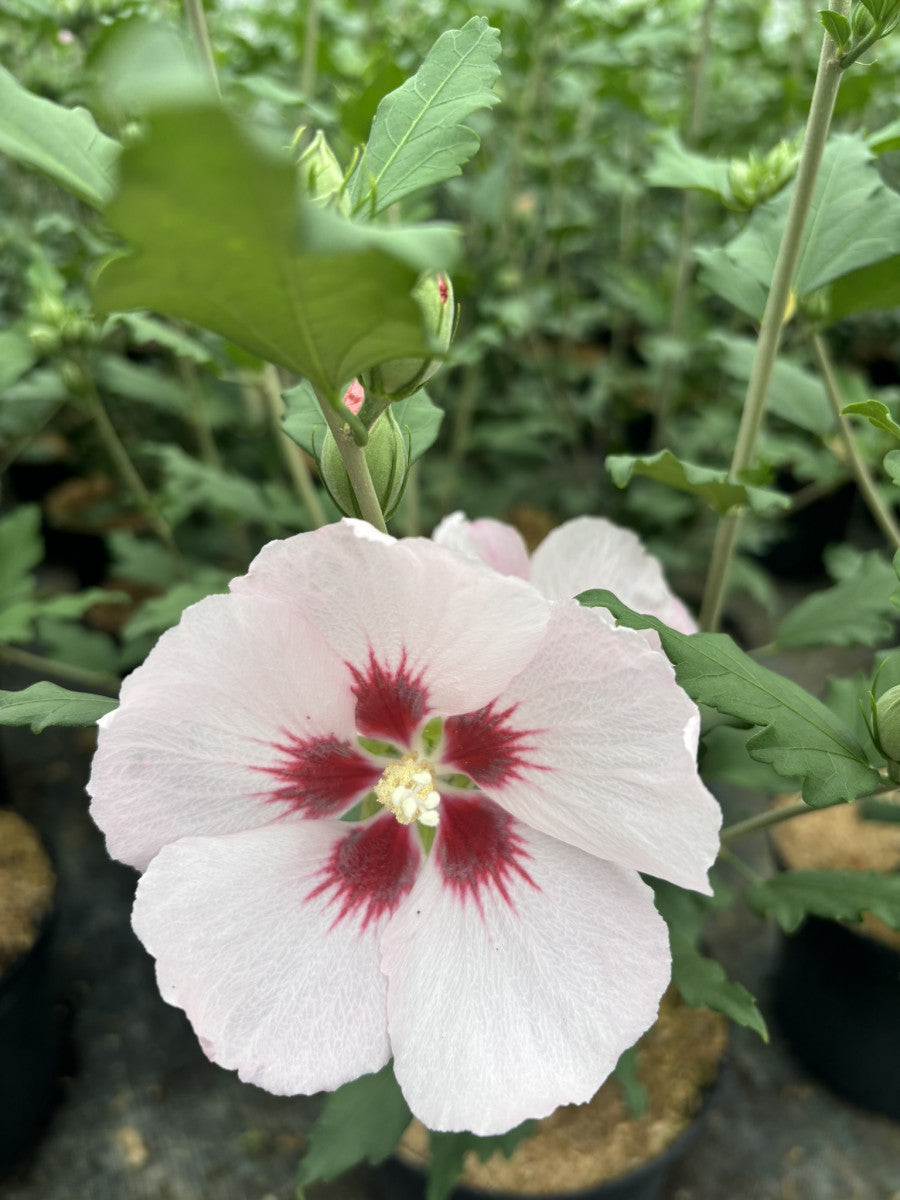 Hibiscus syriacus 'Hamabo' (Garteneibisch 'Hamabo')