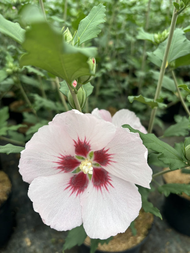 Hibiscus syriacus 'Hamabo' mit Blüte, erhältlich von 40-60 bis 200-250 cm ;;ab 24,60 Euro