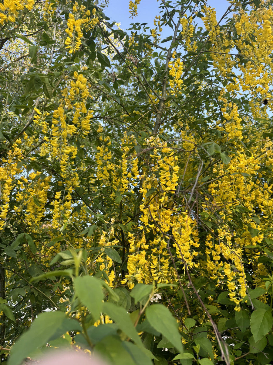 Edel-Gold-Regen mit Blüte ; Einsatz: Allee ; Pluspunkt: schnittverträglich;;mit zeitnaher Lieferung