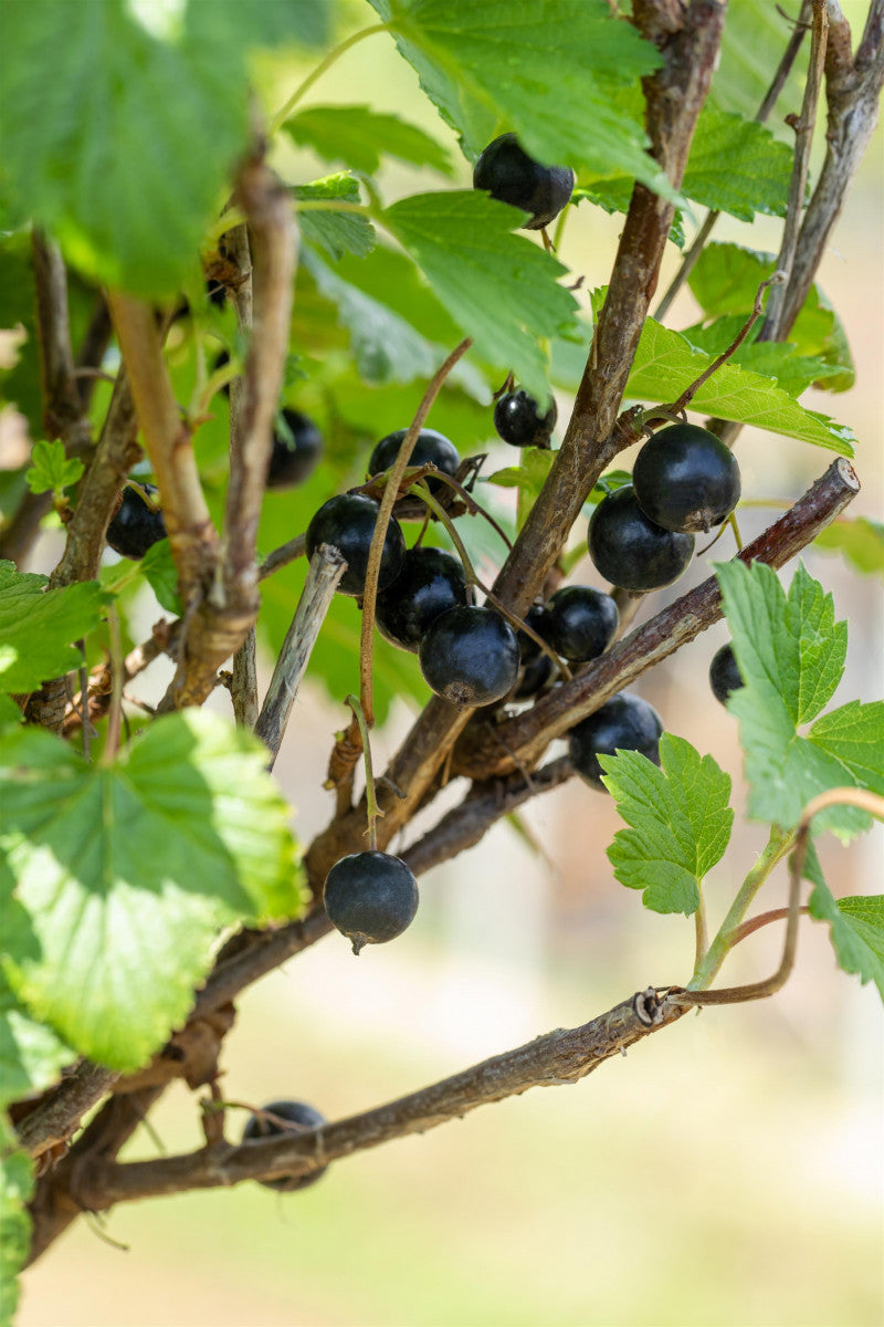 Ribes nigrum 'Öjebyn' mit Früchten ;;ab 15,90 Euro