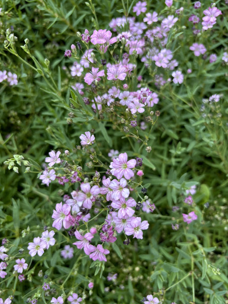 Kissen-Seifenkraut mit Blüte ; Einsatz: Steingärten ; Pluspunkt: reichblühend;;hier kaufen