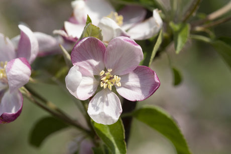 Malus 'Ingrid Marie' mit Blüte, erhältlich von 150-200 bis 450-650 cm ;;ab 34,60 Euro