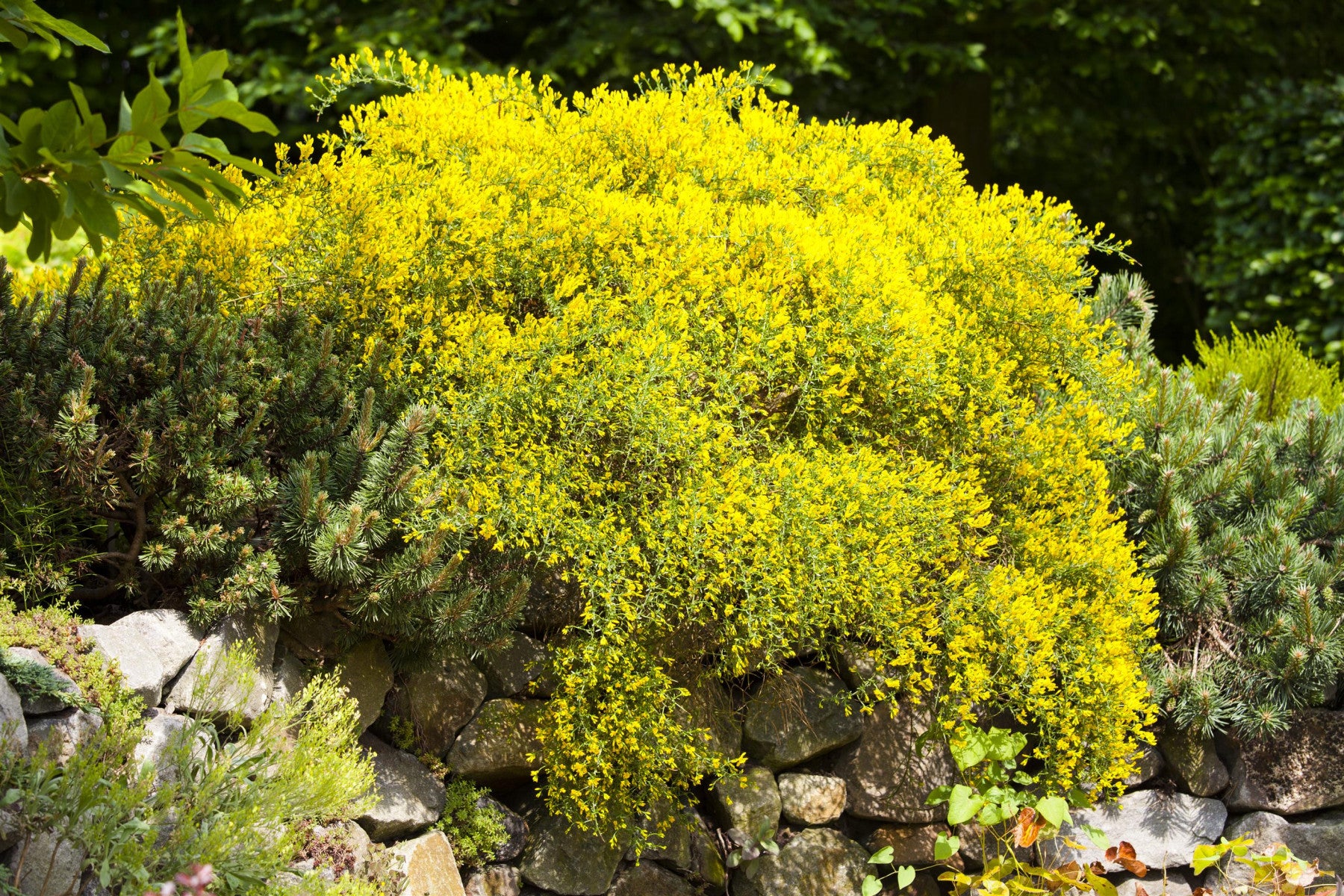 Genista lydia (Steinginster)