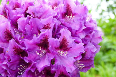 Rhododendron Hybr. 'Rasputin' mit Blüte, erhältlich von 30-40 bis 40-50 cm ;;ab 38,50 Euro