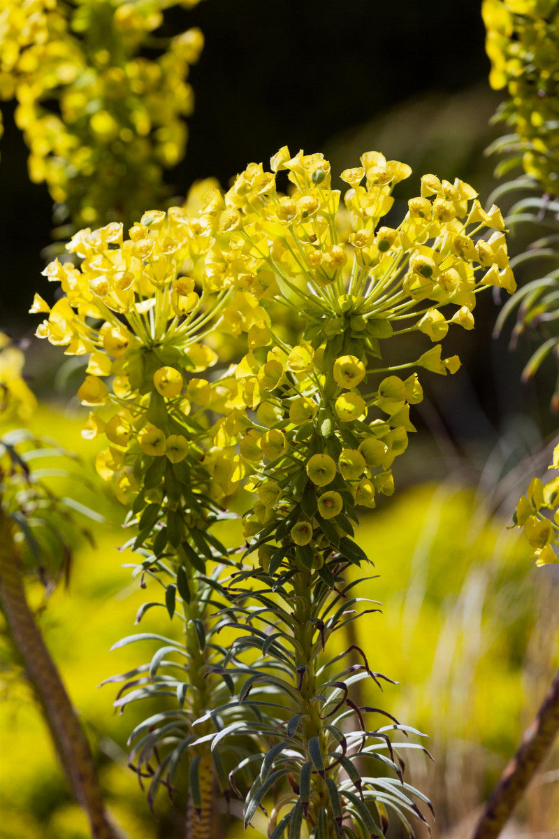 Euphorbia characias ssp. wulfenii mit Blüte ;;ab 7,55 Euro