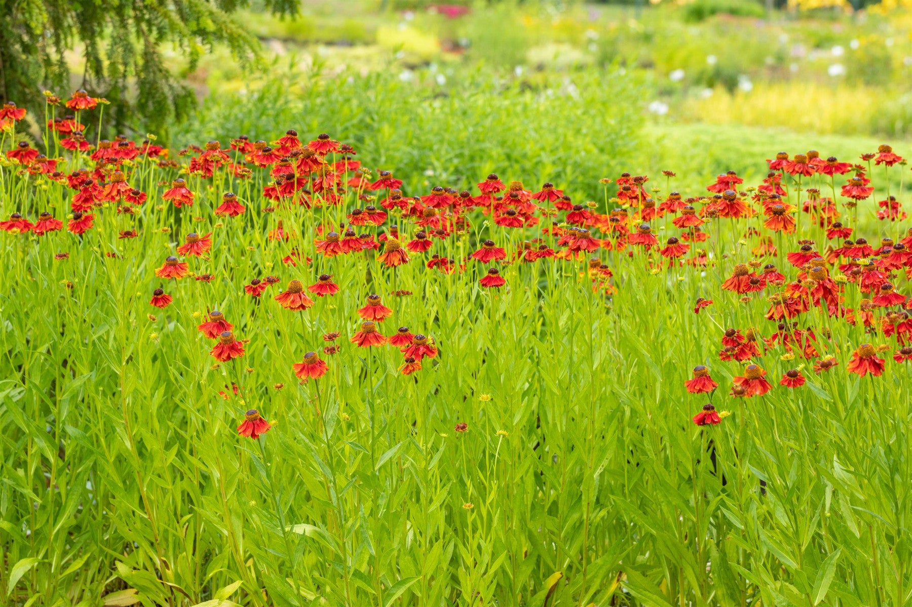 Helenium x cult. , rot (Garten-Sonnenbraut)