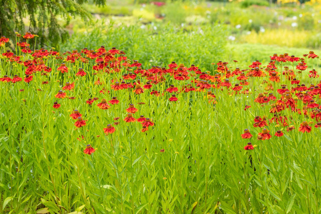 Helenium x cult. , rot ;;ab 5,75 Euro