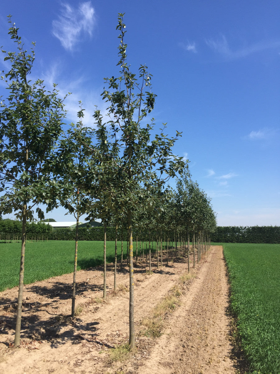 Sorbus intermedia (Schwedische Mehlbeere)