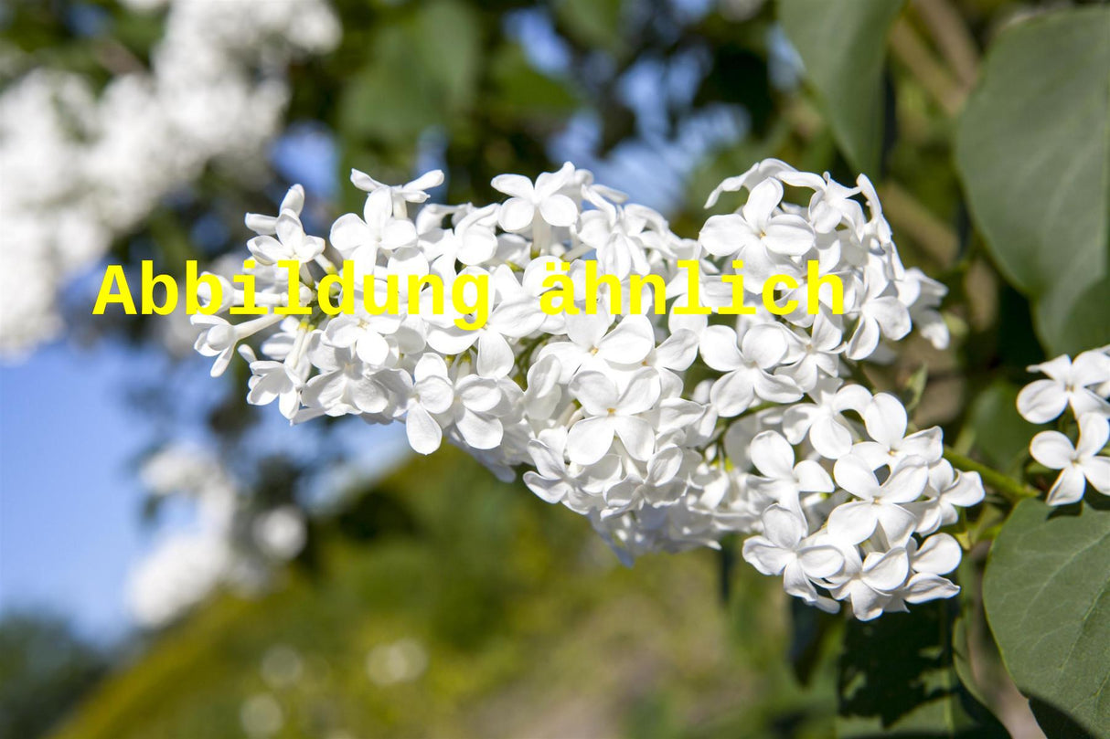 Syringa vulg. 'Monique Lemoine' (Edelflieder 'Monique Lemoine')