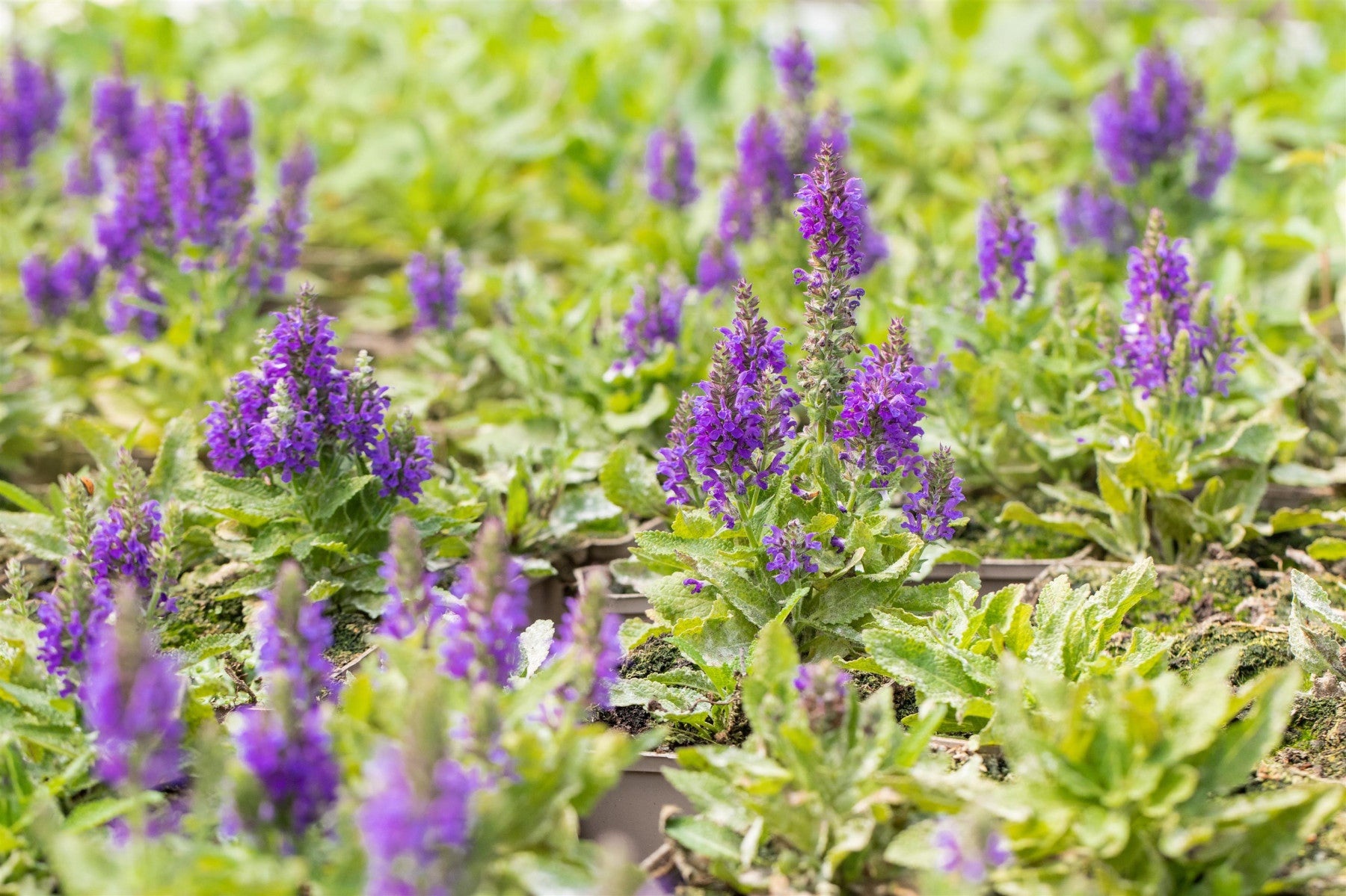 Salvia nemorosa 'Marcus' (Garten-Blüten-Salbei)